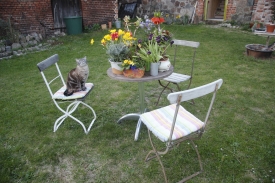 Hofkatze