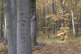 Herbst2_Hollerhof