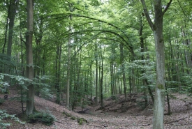 Sommer3_Hollerhof